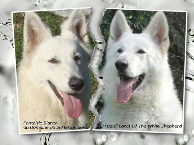 Berger Blanc Suisse Fanne et Benji lords of the white Sheperd - Berger Blanc Suisse