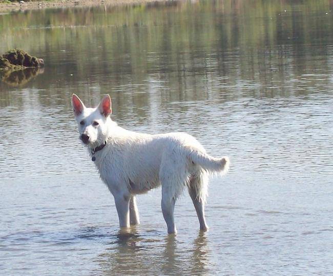 Photo Berger Blanc Suisse - Berger Blanc Suisse