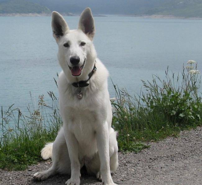 Taika - Berger Blanc Suisse