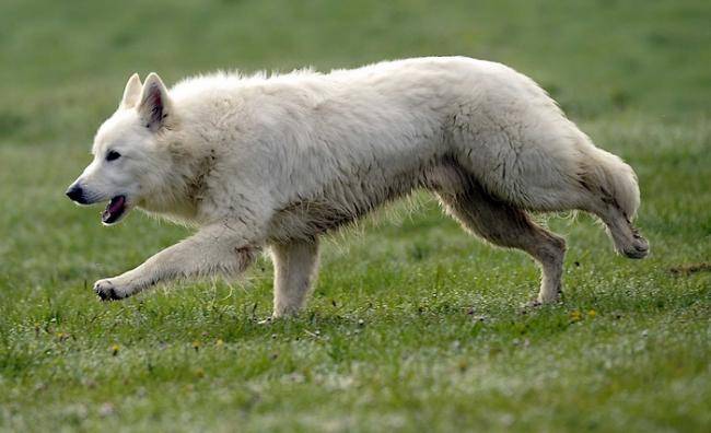 Horseboes Chester étalon BERGER blanc suisse - Berger Blanc Suisse