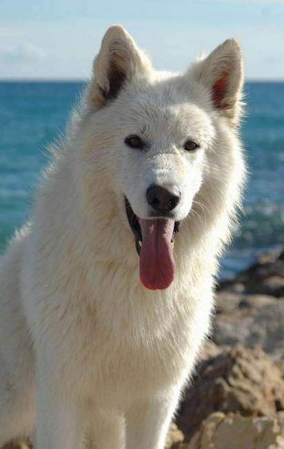 Boycot du Domaine de la Combe Noire - Berger Blanc Suisse