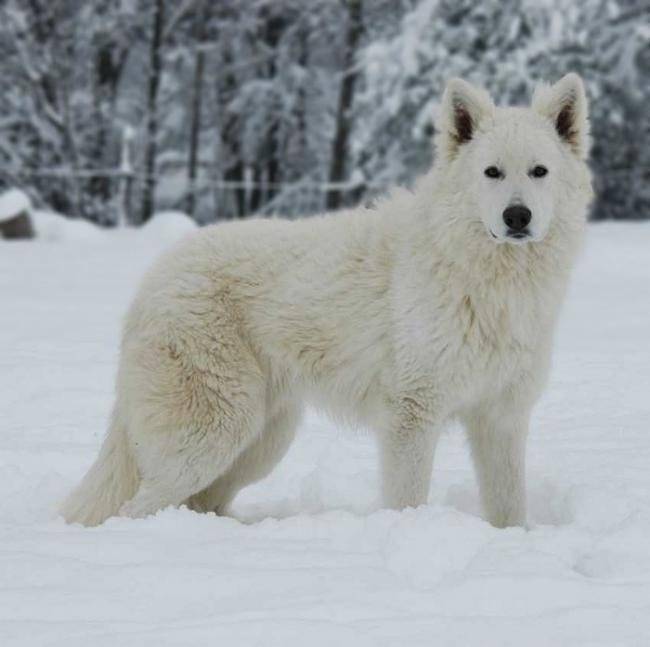 Boycot du Domaine de la Combe Noire - Berger Blanc Suisse