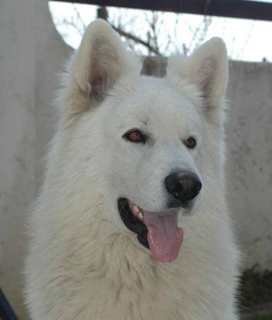 Boycot du Domaine de la Combe Noire - Berger Blanc Suisse