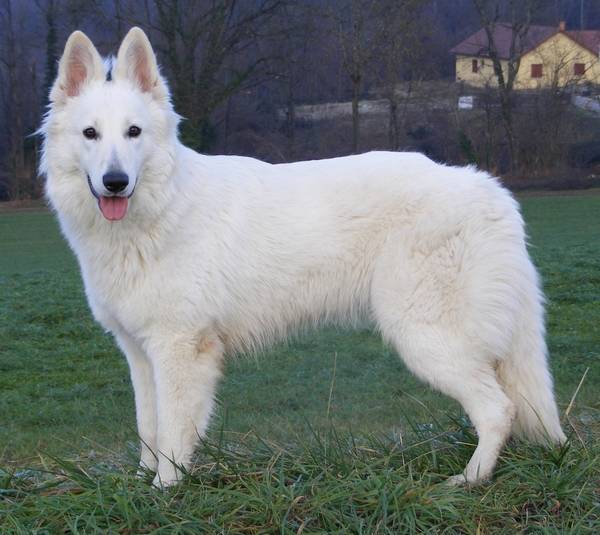 DARK-OF-Queen Du Bois des Ternes - Berger Blanc Suisse