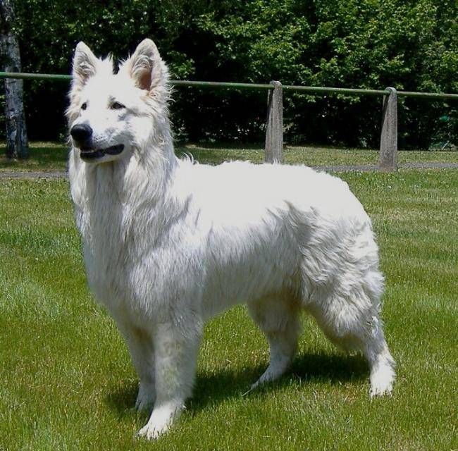 Ice Cool of Haley's Future - Berger Blanc Suisse