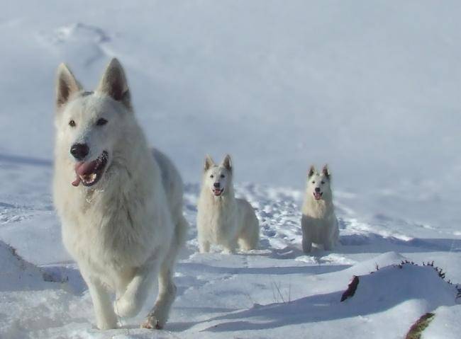 Horsebo's U2 , Ice Cool of Haley's Future, Class-A - Berger Blanc Suisse