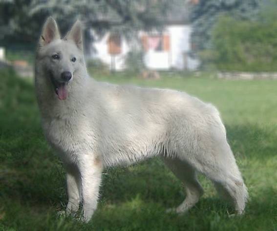 Enjoy of White Sunshine - Berger Blanc Suisse