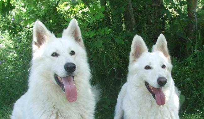 Al-Pacino et Enjoy - Berger Blanc Suisse