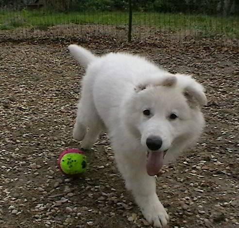 Don Diégo des Fantômes de la nuit - Berger Blanc Suisse