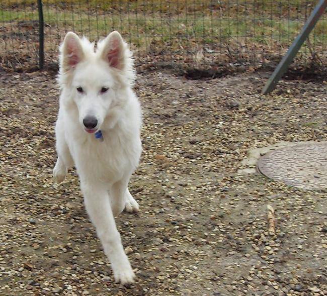 Don Diégo - Photo Berger Blanc Suisse - Berger Blanc Suisse