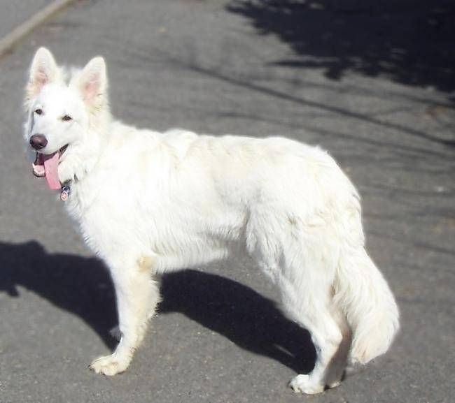 Photo Berger Blanc Suisse - Don Diégo - Berger Blanc Suisse