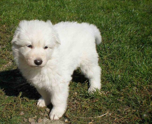 Don diégo chiot - Berger Blanc Suisse