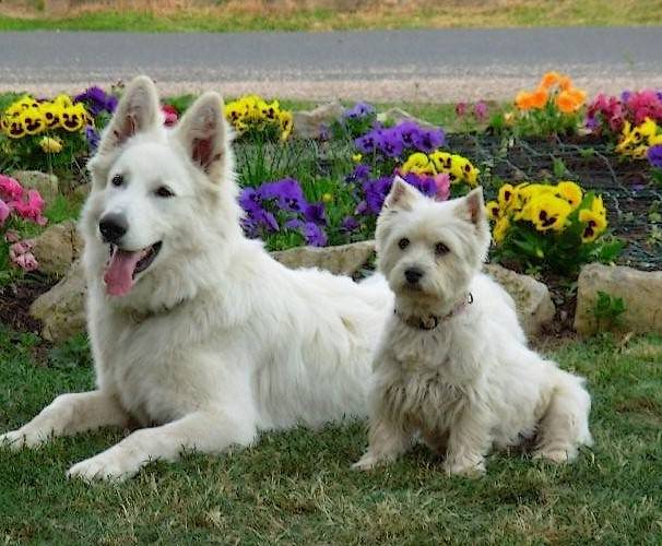 Photo Berger Blanc Suisse : Daïko - Berger Blanc Suisse