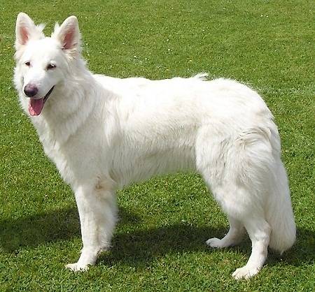 Don Diégo des Fantômes de la nuit - Berger Blanc Suisse
