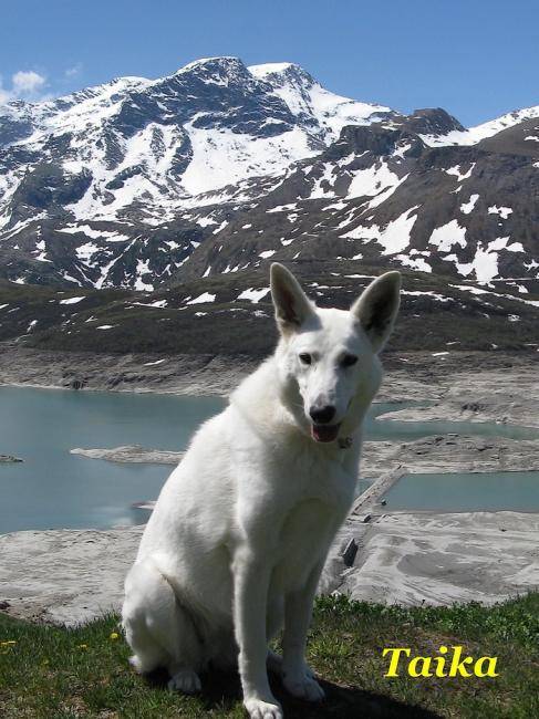 Taika berger blanc suisse de 3 ans - Berger Blanc Suisse (3 ans)