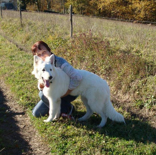 Faloue Berger blanc suisse avec Noelle - Berger Blanc Suisse