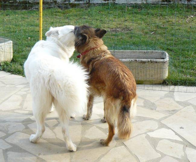 Faloue berger blanc Suisse et Donia, complicité - Berger Blanc Suisse