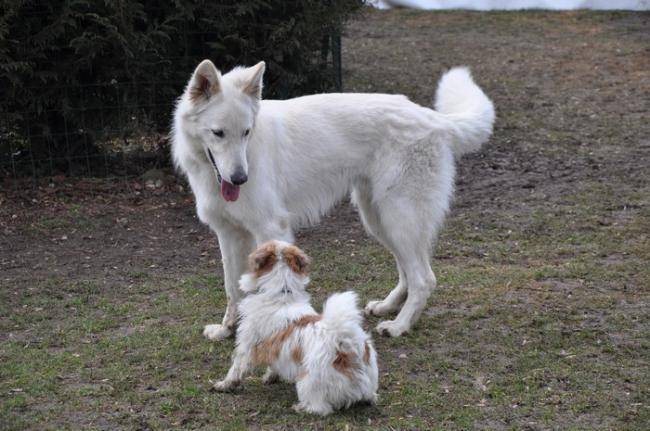 E'Neige des Ecrins de Sirius - Berger Blanc Suisse