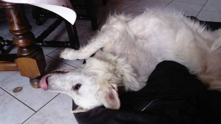 Chanel - Berger Blanc Suisse (4 ans)