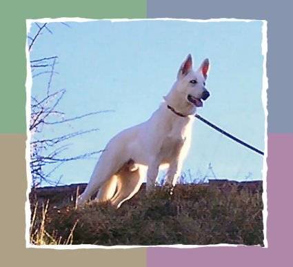 9 mois - Berger Blanc Suisse