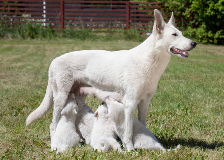 Une femelle Berger Blanc Suisse allaite ses petits