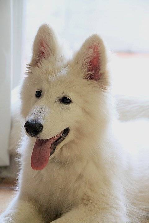 blanco(adute) - Berger Blanc Suisse (1 an)