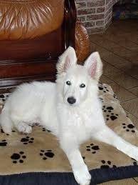 goxy - Berger Blanc Suisse (1 an)