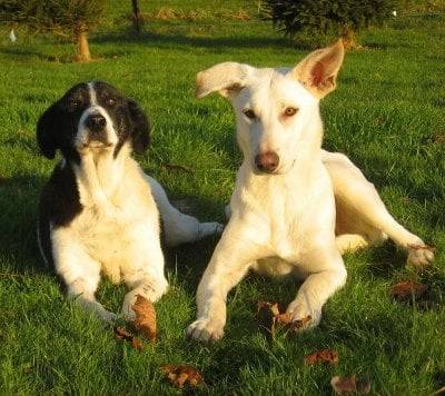 Délilah&Biscotte - Berger Blanc Suisse