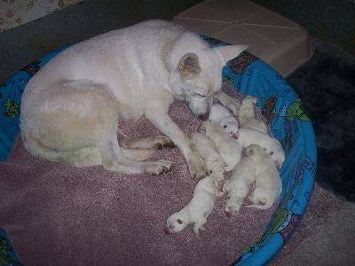 Kimberly and pups - Berger Blanc Suisse