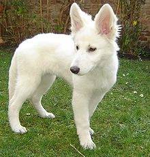Max - Berger Blanc Suisse Mâle (10 mois)