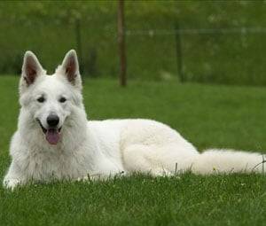 *.* - Berger Blanc Suisse (1 an)