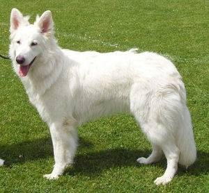 Berty - Berger Blanc Suisse Mâle (2 ans)