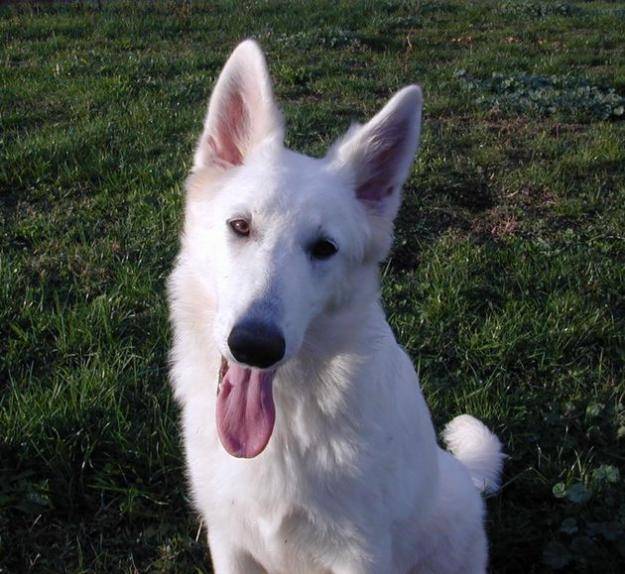 Jojo - Berger Blanc Suisse Mâle (1 an)