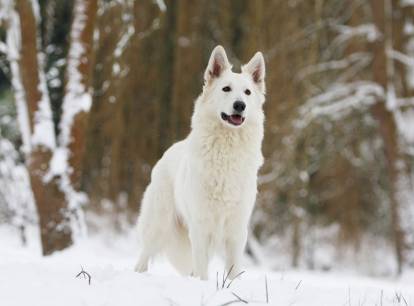 Un Berger Blanc Suisse en position statique dans la neige