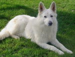 Pop-corn - Berger Blanc Suisse Mâle (3 ans)
