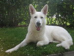 Luna - Berger Blanc Suisse Femelle (2 ans)