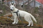 Mario - Berger Blanc Suisse Mâle (3 ans)
