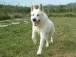Niki - Berger Blanc Suisse Femelle (4 mois)