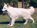 akki - Berger Blanc Suisse Mâle (1 an)
