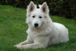 Luna - Berger Blanc Suisse Femelle (1 an)