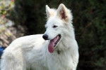 cobo - Berger Blanc Suisse Mâle (6 ans)