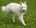 Mia - Berger Blanc Suisse Femelle (2 ans)