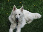Sparker - Berger Blanc Suisse Mâle (3 ans)