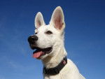 Bolt - Berger Blanc Suisse Mâle (3 ans)