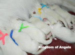 Cachorro del criadero Kingdom of Angels - Berger Blanc Suisse