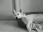 Cabrie - Berger Blanc Suisse Femelle (2 ans)