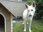 Elfie - Berger Blanc Suisse Femelle (5 ans)