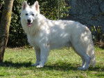 Brandy - Berger Blanc Suisse Mâle (Autre)