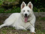chamonix - Berger Blanc Suisse Mâle (3 ans)
