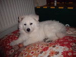doli petite - Berger Blanc Suisse Femelle (3 mois)